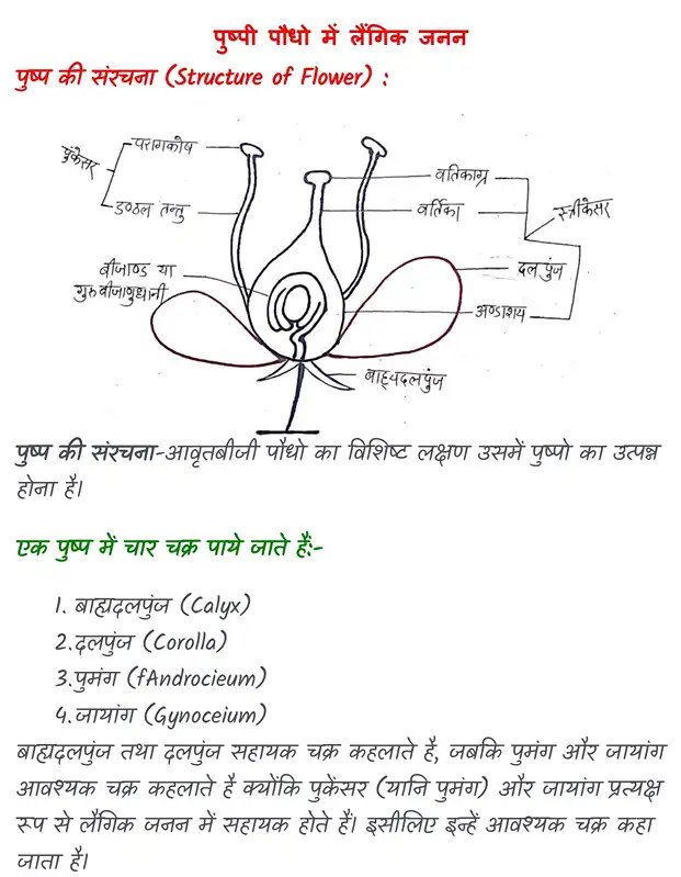 कक्षा 12 बायोलॉजी नोट्स पीडीएफ (Topper’s Notes) | Exam Ready Colourful Notes - Image 2
